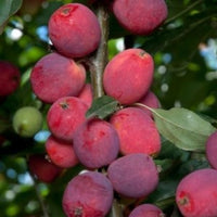 Branch of Dolgo crabapple with small red fruit in garden setting