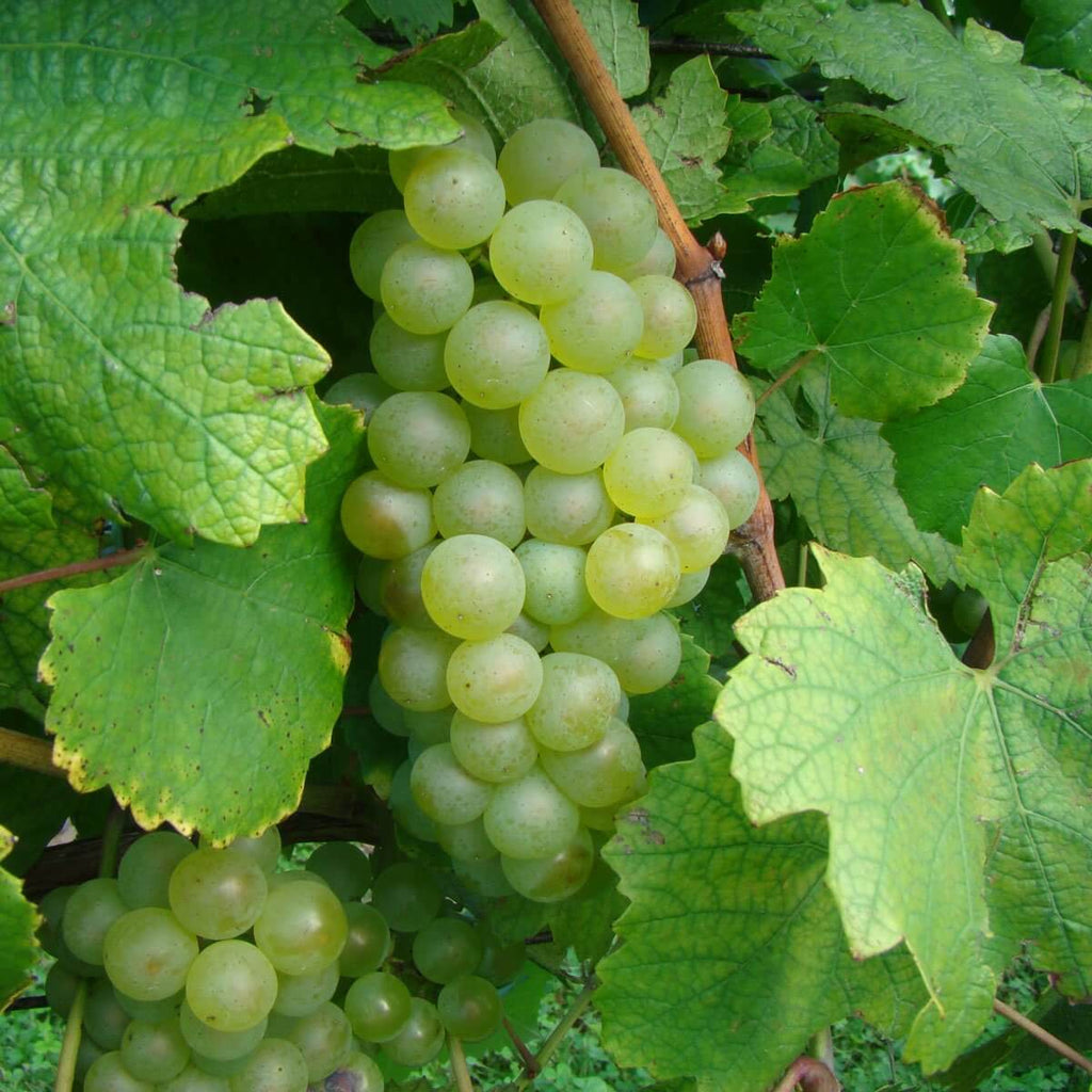 Chardonnay Grape Vine Shrub
