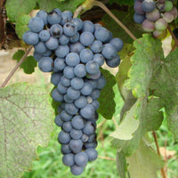 Healthy Thomcord grapevine with developing stems and natural foliage
