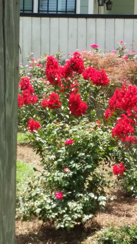 Dynamite Crape Myrtle