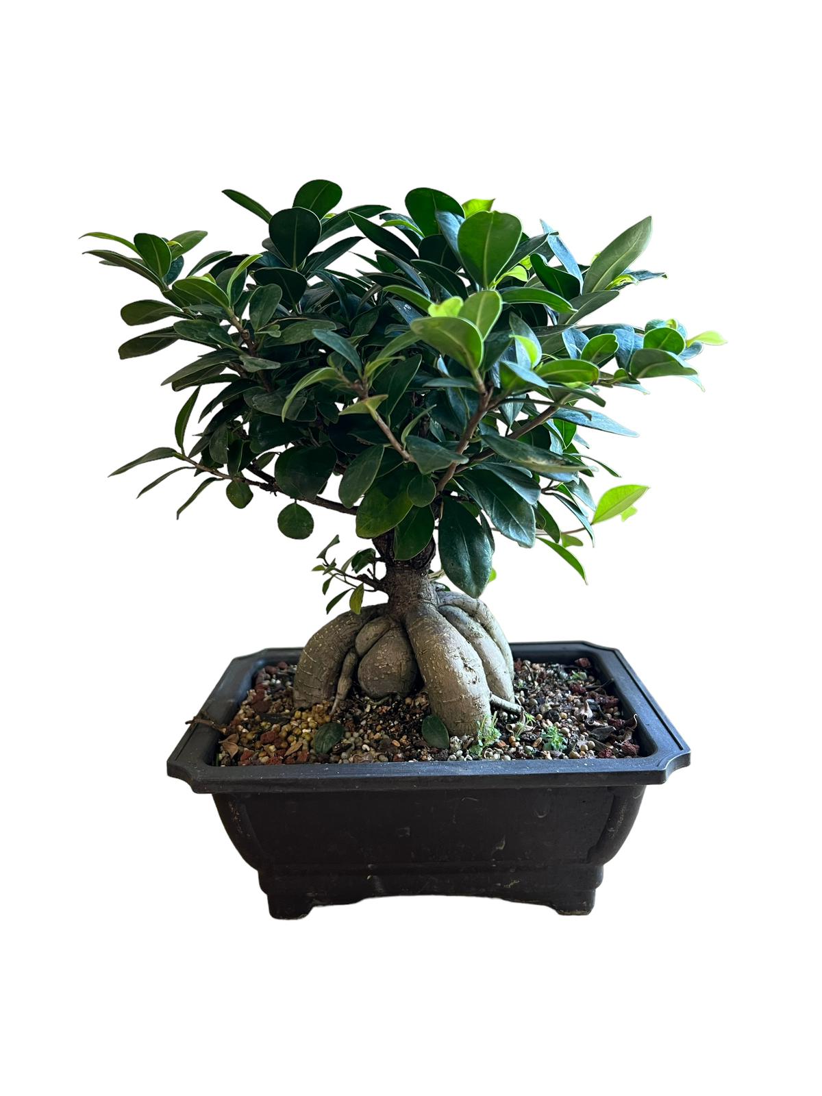 Close Up View Of A Beautiful Bonsai Ficus Ginseng In A, 52% OFF