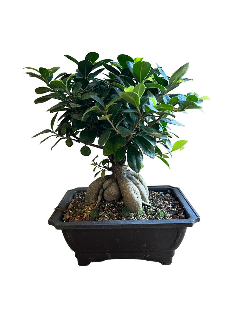 Live Plant  Bonsai, Ficus Ginseng Plastic  Pot