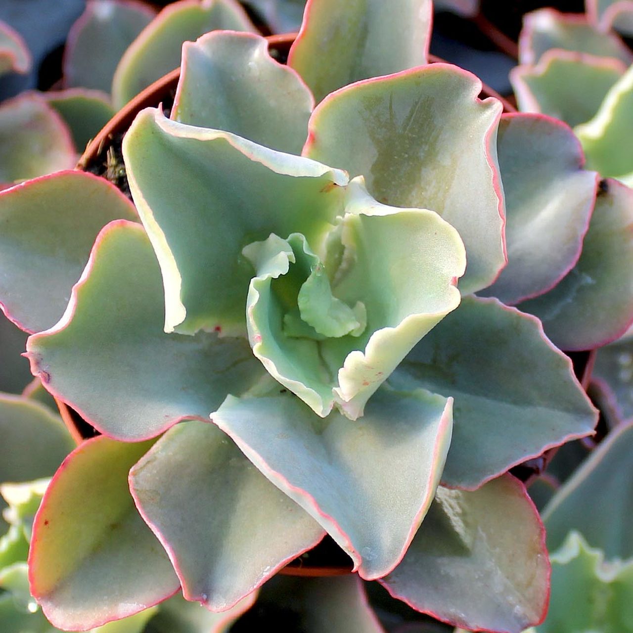 Echeveria &