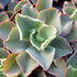 Echeveria &