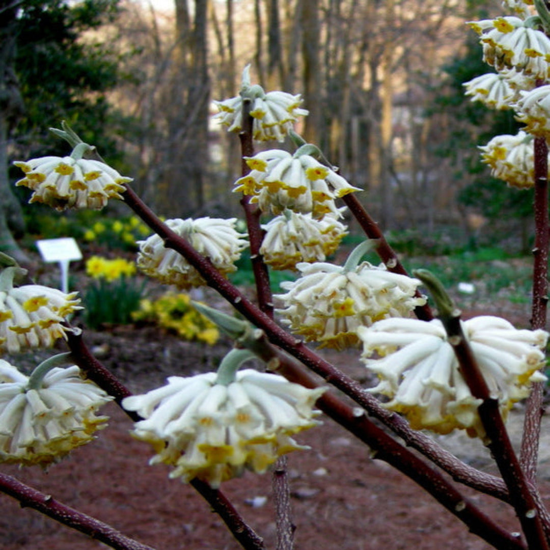 Chinese Paper Plant Edgeworthia with bright yellow flowers
