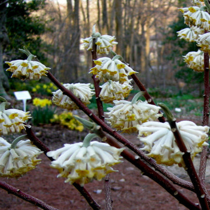 Chinese Paper Plant Edgeworthia with bright yellow flowers