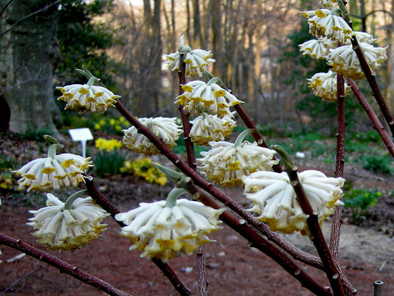 Edgeworthia- Exotic Fragrant Upside Down Yellow Blooms in Winter