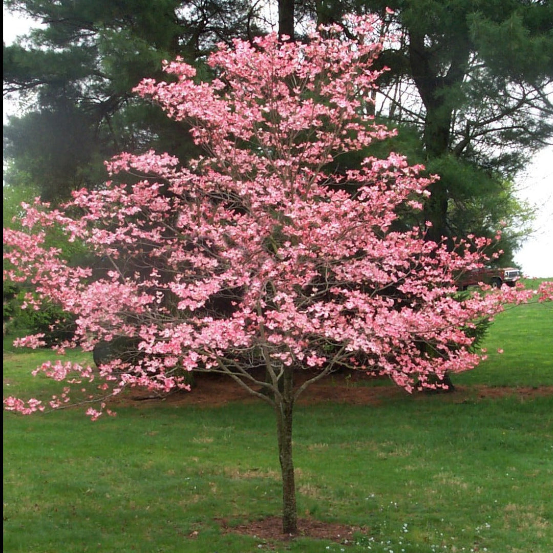 Pink Flowering Dogwood Tree in garden bed