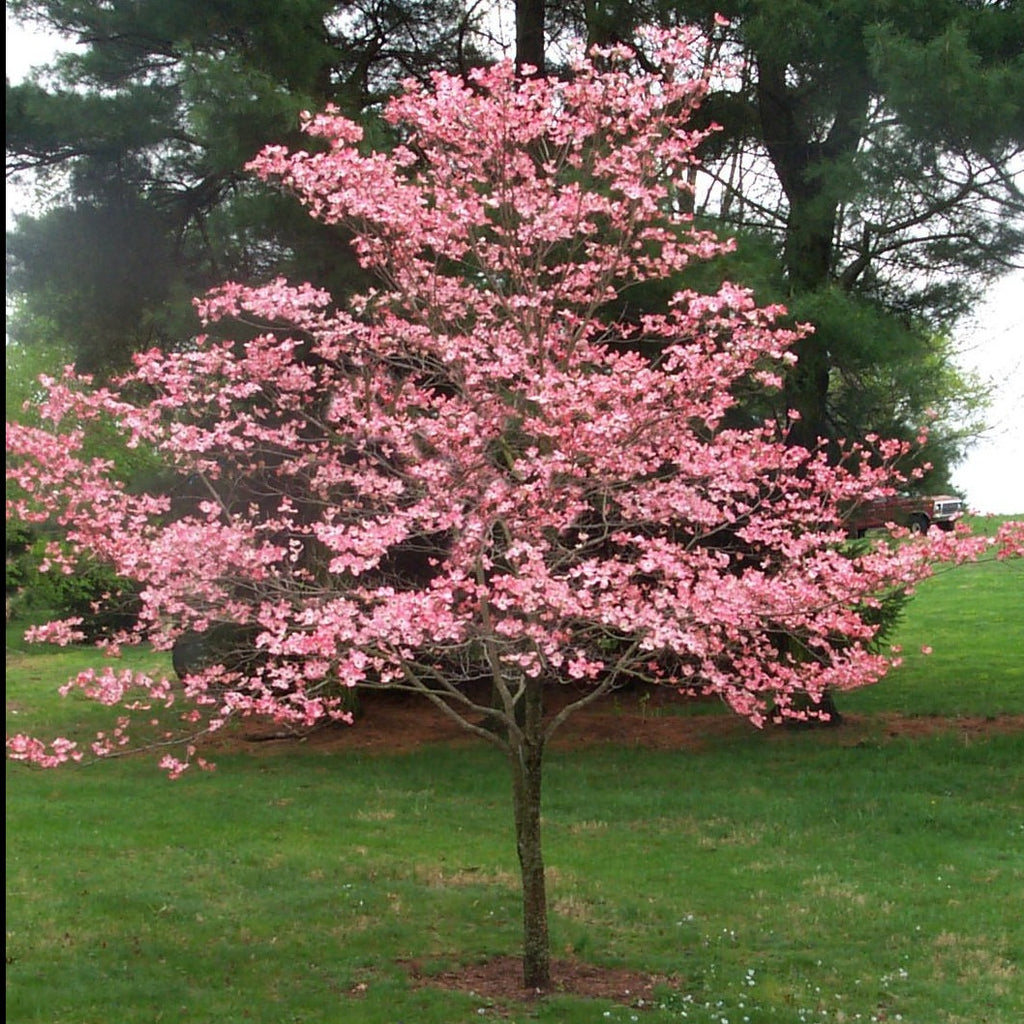 Pink Dogwood Tree, Gorgeous Rose Pink Flowers In Spring, Vibrant Red Berries, Green Leaves Turn Crimson In Fall.