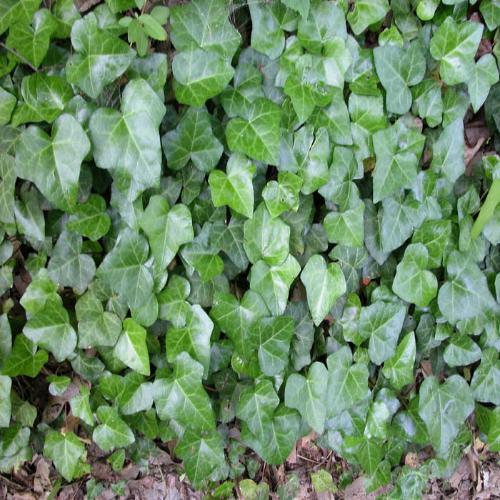 Hedera Helix English Ivy is Evergreen. Leaves Are Dark Green, Heavily Veined. One of The Hardiest of All Ivies