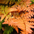 Autumn Fern, One of The Showiest Ferns, Dazzling Display of Color For Every Season-Starting From Copper To Light Green To Orange Copper.