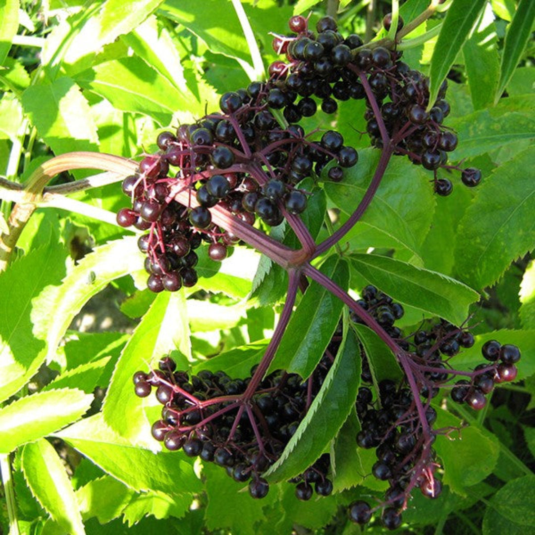 York Elderberry