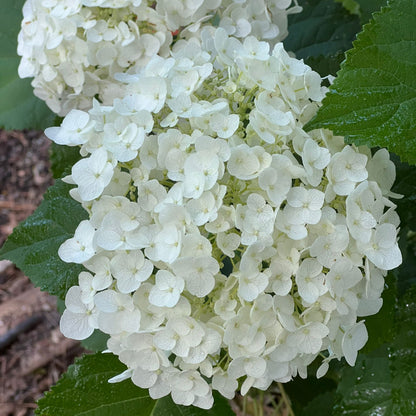 Hydrangea Little Lime Punch shrub with pink, green, and white flower clusters from Pixies Gardens