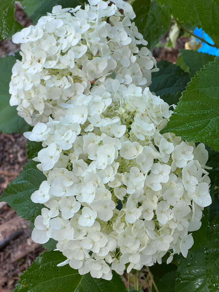 Incrediball Hydrangea, Incredible 12" Blooms On Stems So Strong So Drooping is Never a Problem, Blooms From Early Summer Until Fall.