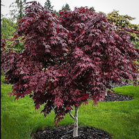 Purple Ghost Japanese Maple tree showing deep purple leaves with dark black veins