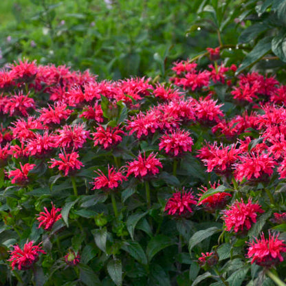 1 Gallon Pot: Monarda Sugar Buzz® &
