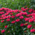 1 Gallon Pot: Monarda Sugar Buzz® &