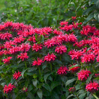 1 Gallon Pot: Monarda Sugar Buzz® 'Cherry Pops' PP27619 Bee Balm