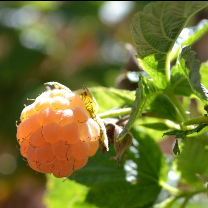 Fall Gold Raspberry