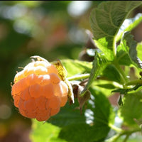 Close-up of Fall Gold golden raspberries showing large conical fruit shape