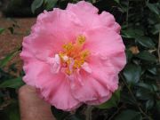 Camellia Fashionata Plant-Apricot Pink Large Blooms