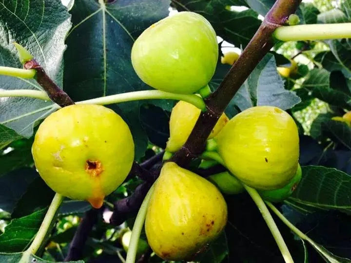 White Marsellias Fig Tree - Cold hardy Fig Tree