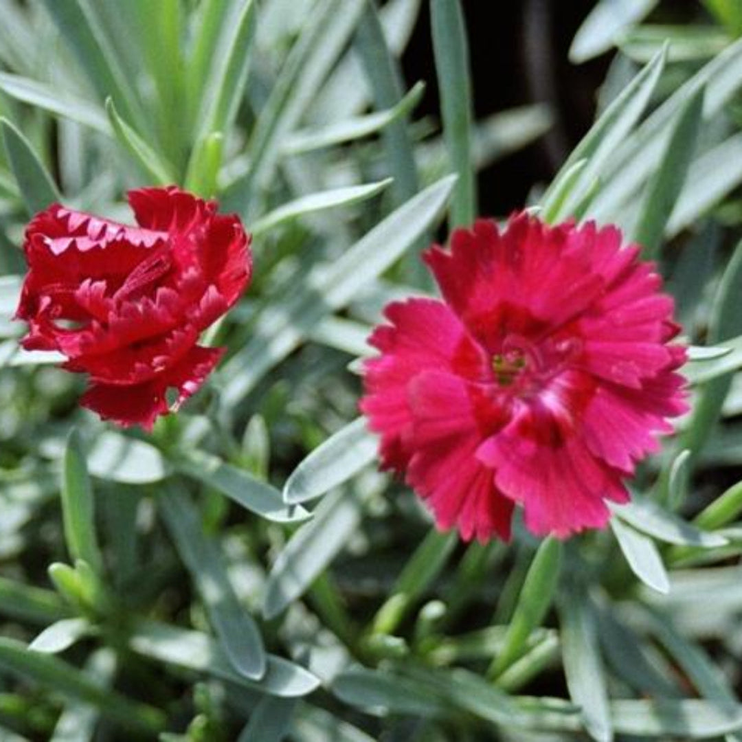 Dianthus &