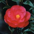 Camellia Flame-Showy Red Round Blooms