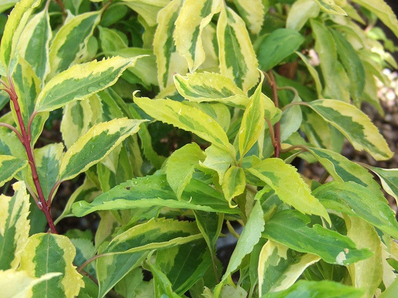 (1 Gallon) Golden Times Forsythia Fast and Moderate Growing Shrub