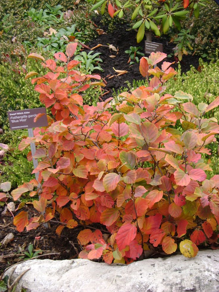 (3 Gallon) Fothergilla Gardenii 'Blue Mist'