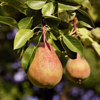 Pineapple pear tree plant with healthy green leaves in nursery pot
