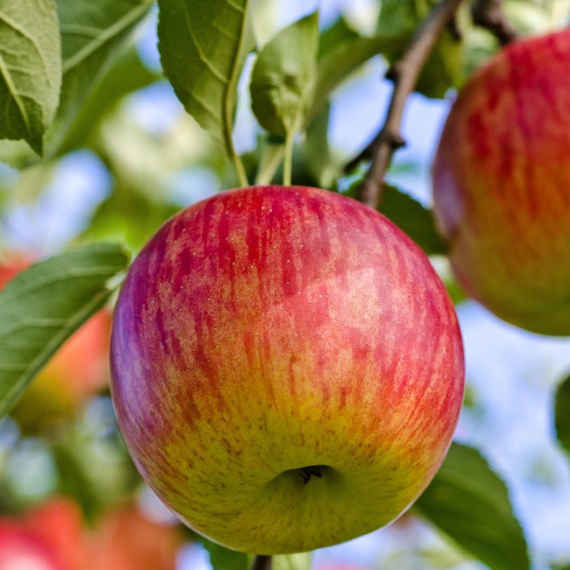 Fuji Apple Tree