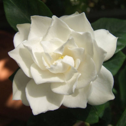(1 Gallon) Crown Jewel Gardenia