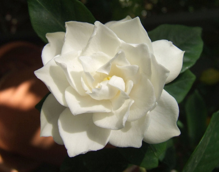 (1 Gallon) Crown Jewel Gardenia