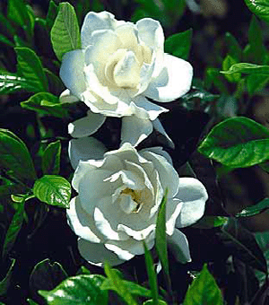 August Beauty Gardenia- Intense Fragrance, Evergreen, Long Blooming Season