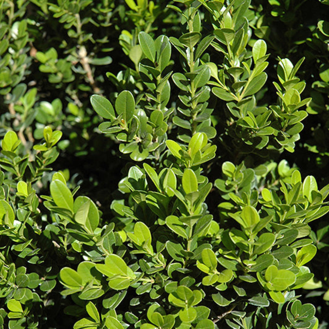 Buxus Baby Gem Boxwood