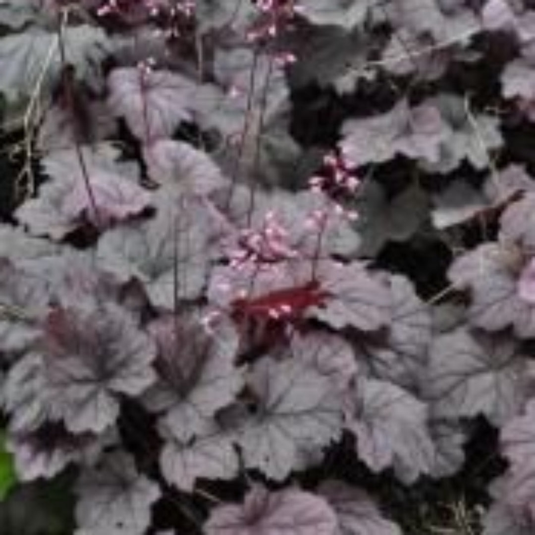 (1 Gallon) Heuchera X Villosa Georgia Plum Pp24507 - Georgia Plum is a Dwarf Selection, The Bright Pink-Purple Leaves Make Quite a Statement