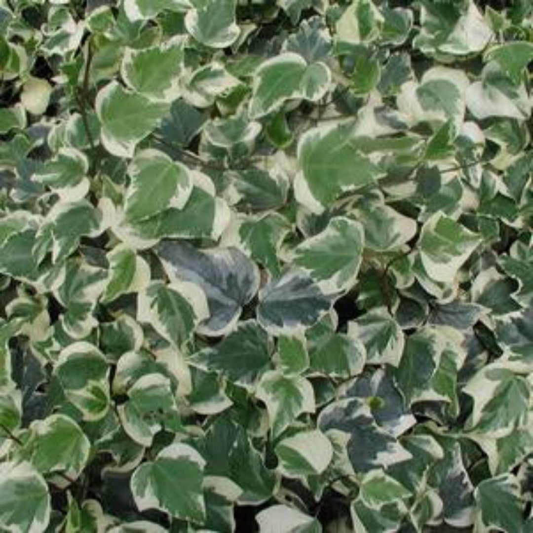 Hedera Algeriensis &