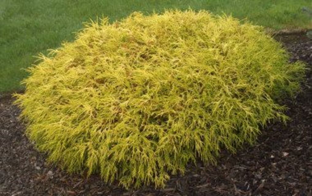 Kings Gold Mop Cypress