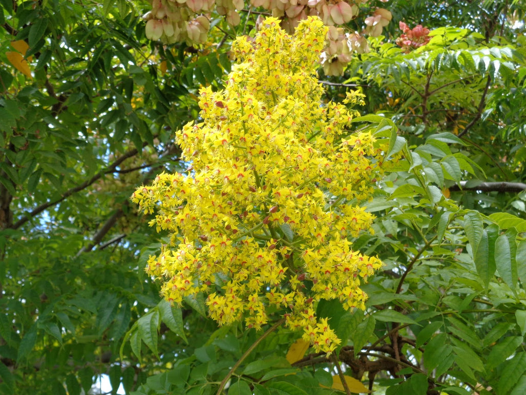Golden Rain Tree, Loaded with Long One Foot Showy Panicles of Bright Yellow Flowers In Summer