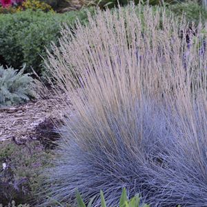 Quart Pot/10 Count Flat: Grass: Festuca Glauca Blue Fescue.Silvery-Blue Foliage, Small White Summer Flowers
