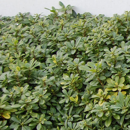 Green Pittosporum