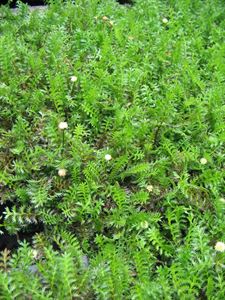 (10 Count Flat - 4.5 Inch Pots) Green Brass Buttons (Groundcover) Tiny Green, Fern-Like Leaves Turning Bronze In Winter, Yellow Flowers.