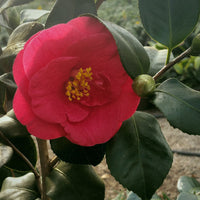 Greensboro Red Camellia plant in bloom with bright red camellia flowers and clean foliage
