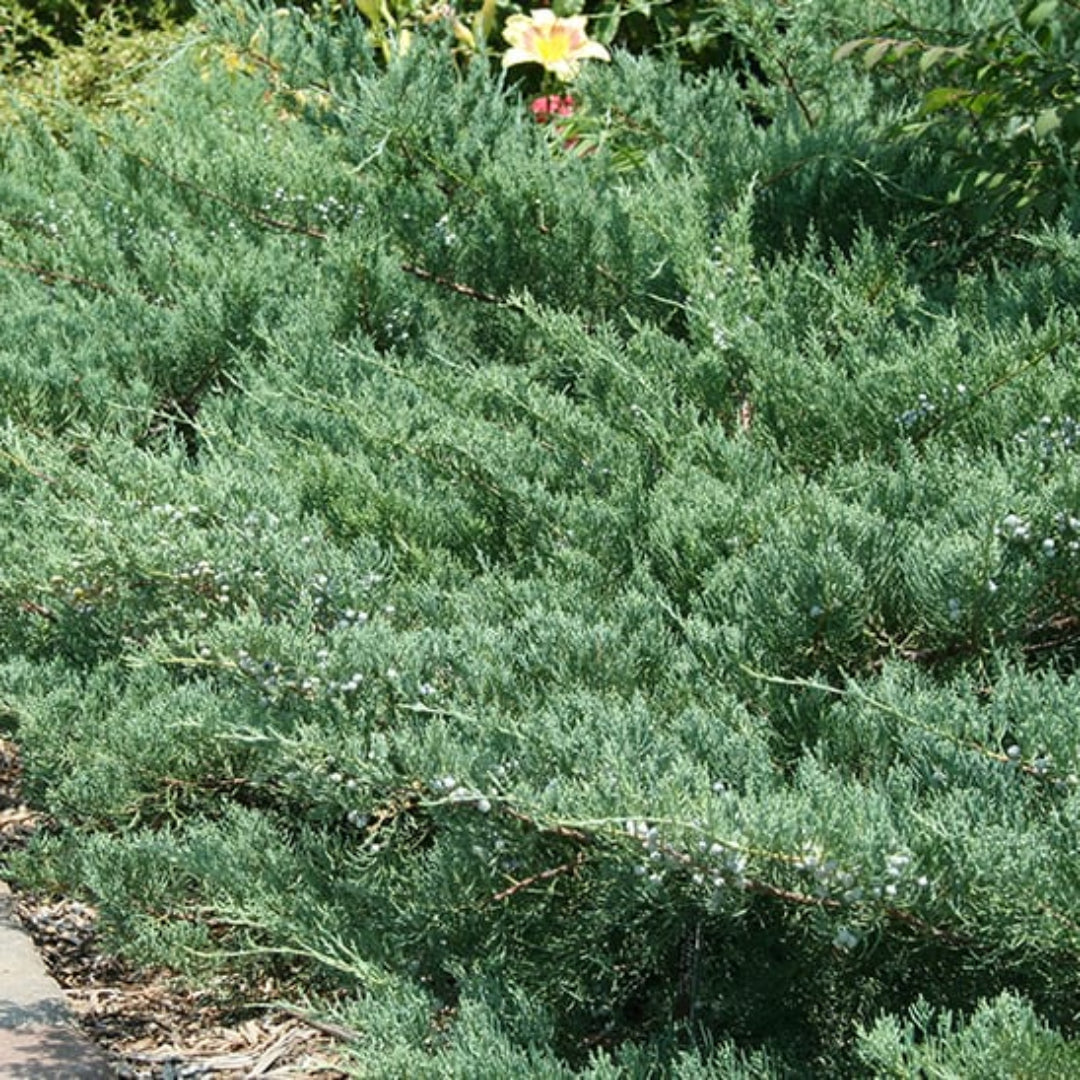 Juniper Raim Juniper Shrubs