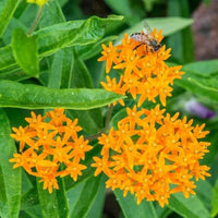 Butterfly Milkweed plant with bright orange blooms attracting butterflies