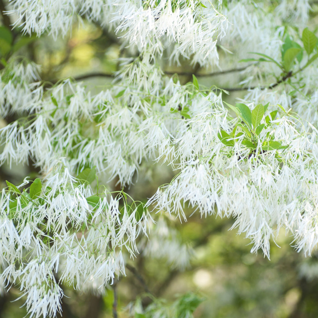 White Fringe Tree, Gorgeous, Drooping Clusters of Fringe-Like, Fragrant Creamy White Blooms, Native Plant ~