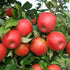 Honey Crisp Apples, Medium-To-Large Sized Apple