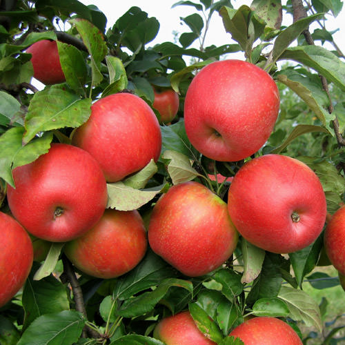 Honey Crisp Apples, Medium-To-Large Sized Apple
