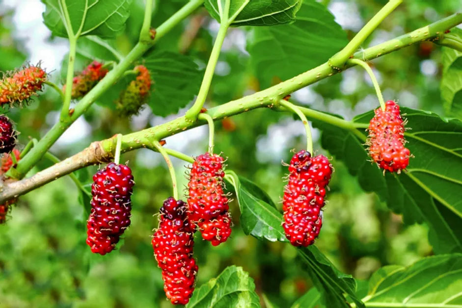 RED MULBERRY - Nutritional Powerhouse, Native Plant
